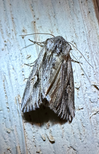 Gray Half-Spot photo 4