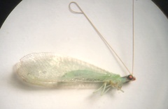 Chrysoperla pudica-group