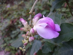 Canavalia septentrionalis