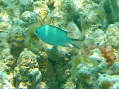 Acanthochromis polyacanthus