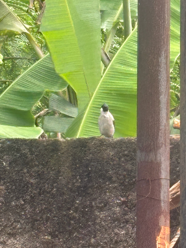 Pycnonotus aurigaster