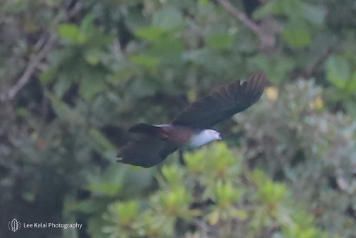 Ducula oceanica observed 2019-11-20
