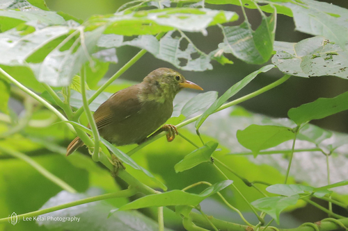 Megazosterops palauensis, 2019-11-20