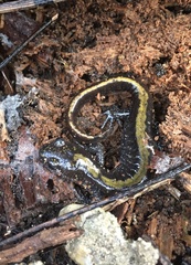 Ambystoma macrodactylum macrodactylum