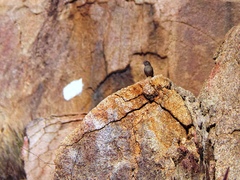 Aimophila ruficeps canescens
