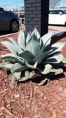 Agave ovatifolia