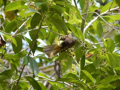 Pycnonotus finlaysoni