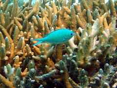 Chromis atripectoralis