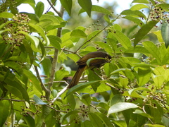 Pycnonotus finlaysoni