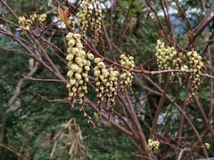 Stachyurus praecox