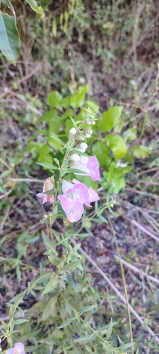 Agalinis genistifolia, photograph 5