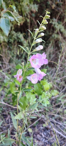 Agalinis genistifolia, photograph 6
