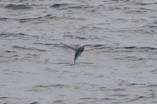 Stained-wing flyingfish (Cheilopogon spilonotopterus) — Exocoetidae