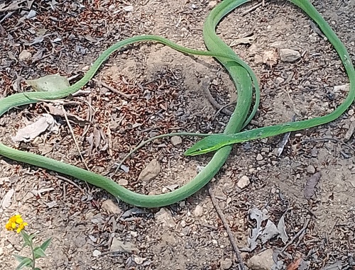 Green Vine Snake