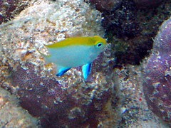 Neoglyphidodon melas