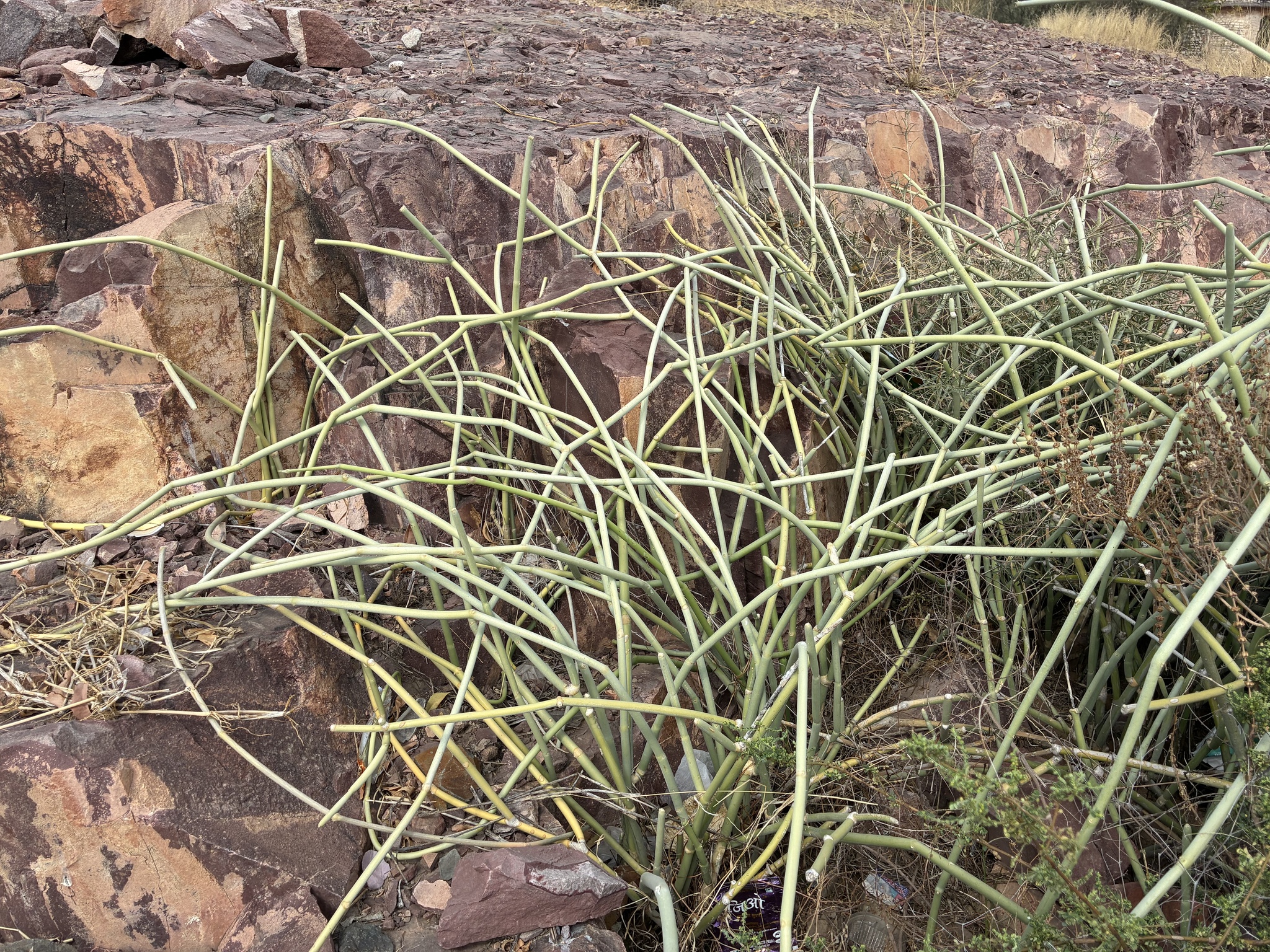 Cynanchum acidum