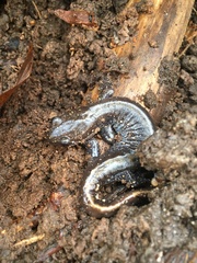 Ambystoma macrodactylum macrodactylum