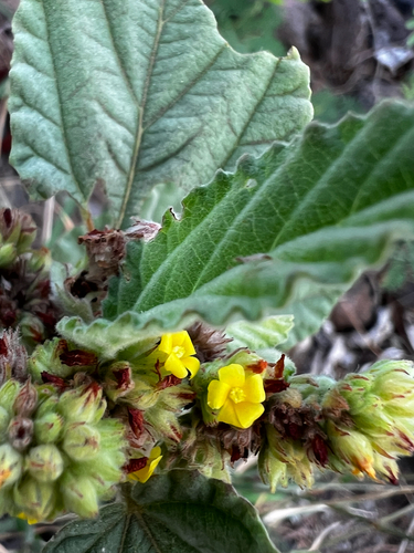 Waltheria indica observed 2026-03-03