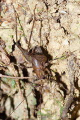 Talitropsis