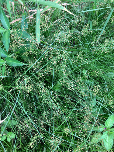 Fimbristylis littoralis observed 2026-03-14