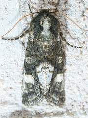 Copivaleria grotei