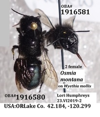Osmia montana