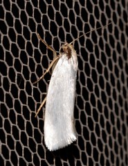 Xylorycta argentella