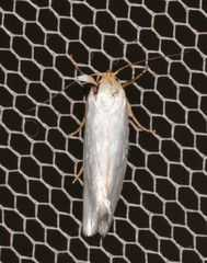 Xylorycta argentella