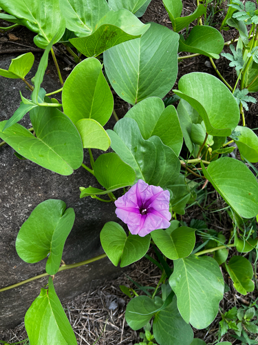 Ipomoea pes-caprae observed 2026-03-05