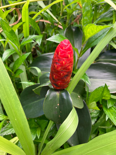 Costus woodsonii observed 2026-03-14