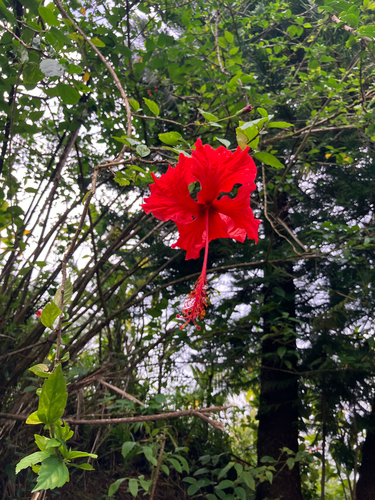 Hibiscus schizopetalus observed 2026-03-14