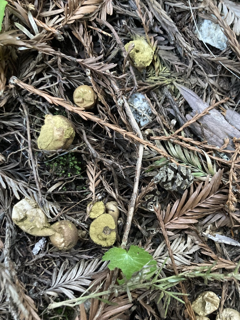 Lycoperdon umbrinum · March 2026 · photo: © scheim (iNaturalist, cc-by-nc)
