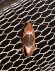 Hoplomorpha abalienella