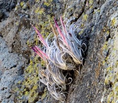 Tillandsia mitlaensis