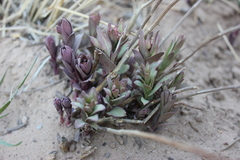 Comandra umbellata