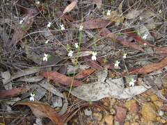 Stylidium repens