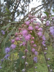 Eirmocephala brachiata