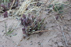 Comandra umbellata