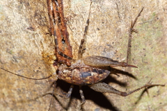Talitropsis