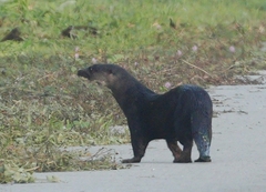 Hairy-Nosed Otter photo 2