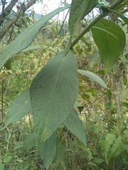 Eirmocephala brachiata