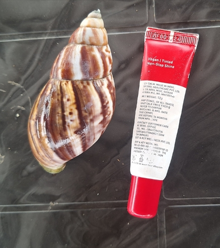African Giant Snail