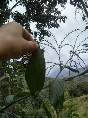 Eirmocephala brachiata