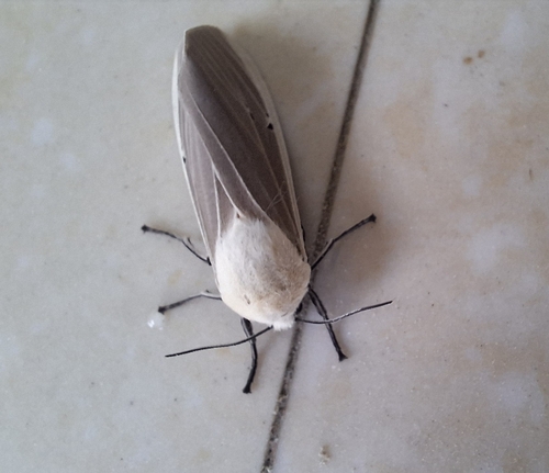 Clouded Tiger Moth