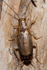 Parellipsidion latipenne