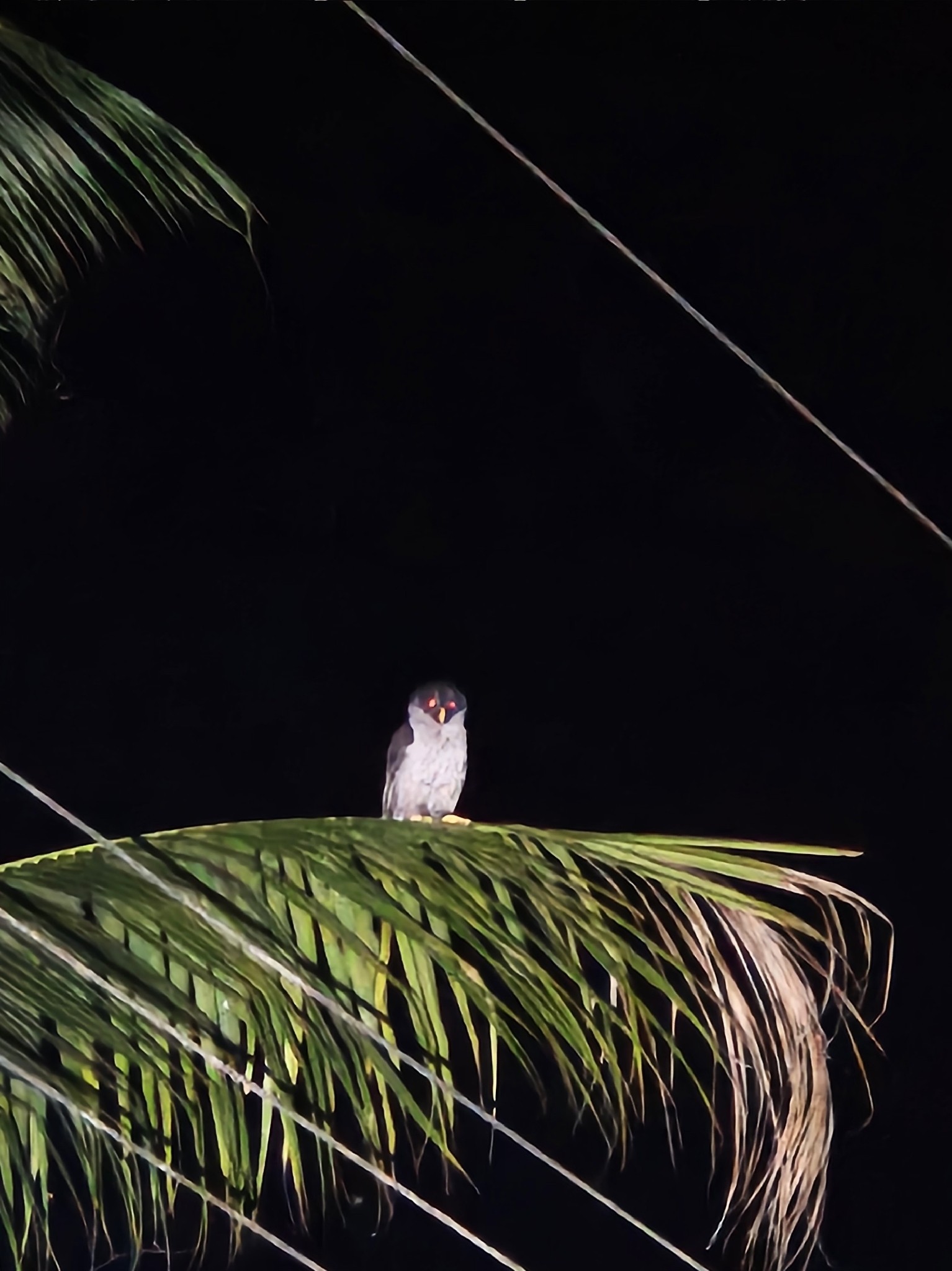 Black-and-white Owl (Strix nigrolineata), photo 7