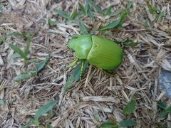 Chrysina psittacina