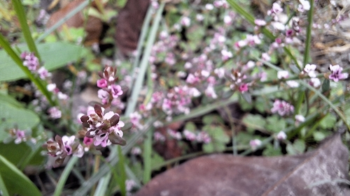 Small Knotweed