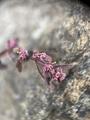 Euphorbia granulata