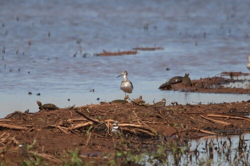 Greater Yellowlegs